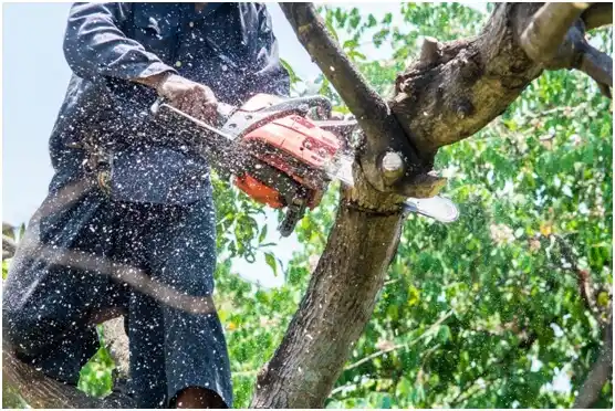 tree services Lindale